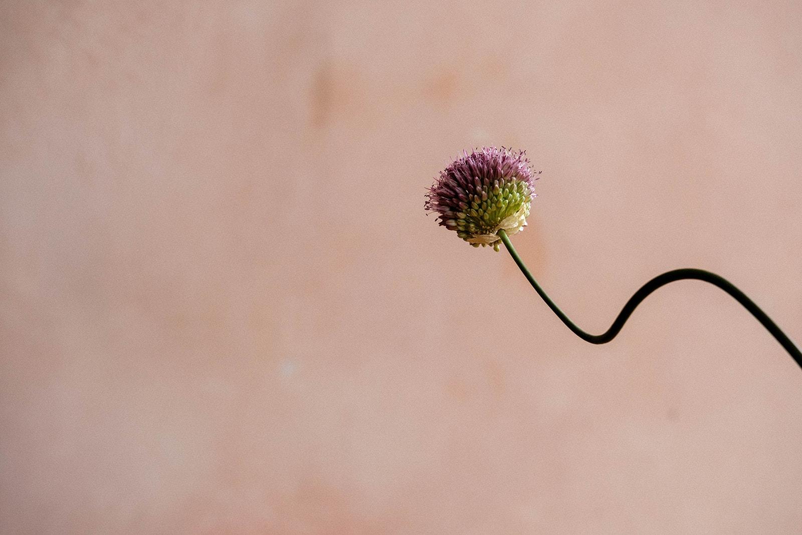 A single allium on a long curving stem, drawn against bare plaster