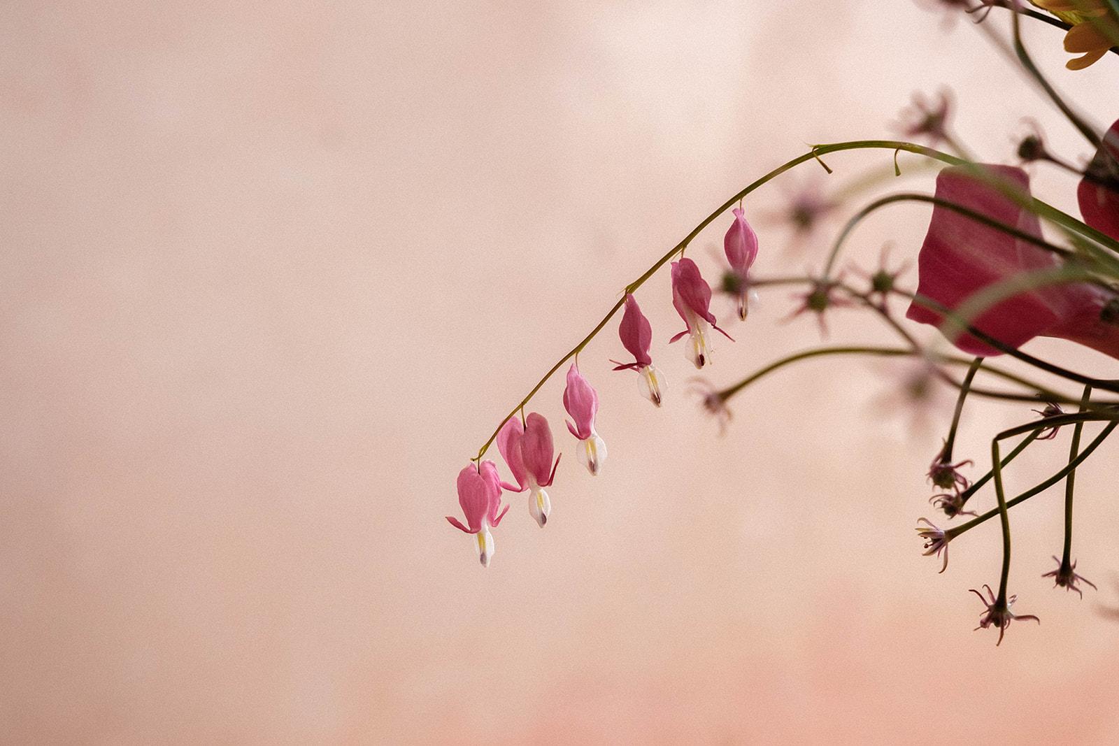 An arcing branch of bleeding-heart against a plaster wall