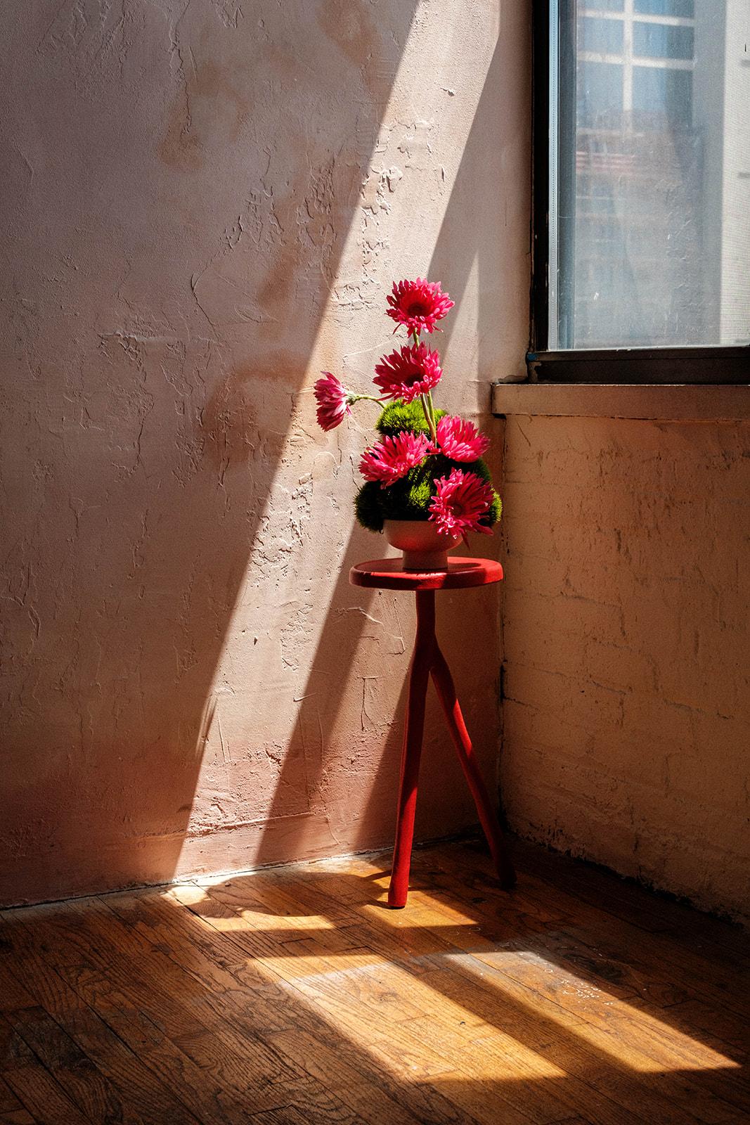 Shocking-pink gerbera and green moss in raking corner light